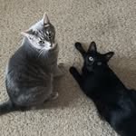 Dex & Zander - @dextermorganmorrow - Instagram