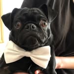 Dexter Morton - @dex.terthepug - Instagram
