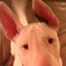 Dexter Morton - Facebook