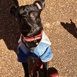 Dexter The Food Vaccum Morton - @_dexterthepuggy - Instagram