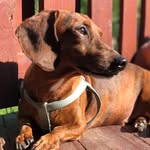 Doxie Dexter - @dexterovermoyer - Instagram