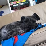 buddy dexter mullen - @buddy_.the_schnauzer - Instagram