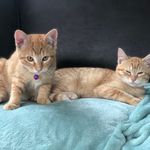 Dexter N’ Nash - @dexter_and_nash - Instagram