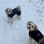 Mutley, Dexter, Lucy, Newton🐾 - @mutleydexterlucynewton - Instagram