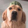 🐾Dexter🐶 - @dexter_ngo - TikTok