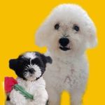 Dexter e Nixie - @dexterenixie - Instagram