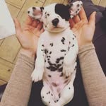 Dexter noble - @dexter_dalmatian_ - Instagram