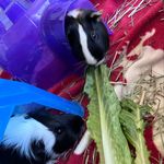 Dexter & Norman - @mrpiggiebrothers - Instagram