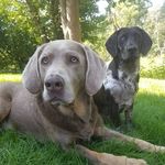 Dexter & Norman - @dex.and.norm - Instagram