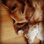 Dexter & Norman - @dexter__norman - Instagram