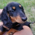 Dexter & Norman the dachsies - @dexter_the_dachsie - Instagram