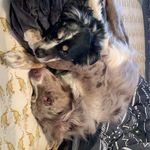 Dexter and Norman - @normananddex - Instagram