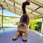 Dexter - @dexter_and_norman - Instagram
