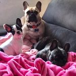 Dexter, Norman & Frida - @frenchiebrothers_dexterenorman - Instagram