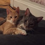 @dexter_norman_killer_cats_ - Instagram