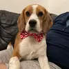 dexternorman86 - @dexternorman86 - TikTok
