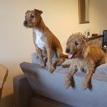@norman.dexter_lakelands - Instagram