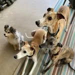 Quinn, Dexter, Norman and Zoe - @quinn.dex.norman.zoe - Instagram
