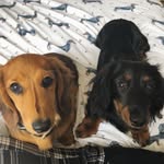 Dexter & Oakley - @dexandoakley - Instagram
