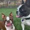 Dexter and Oakley - @dexterandoakley - TikTok