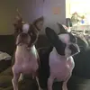 Dexter and Oakley🐶 - @dexter_oakley.siblings - TikTok