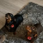 Dexter and Oakley 🐶 - @thesausage.cousins - Instagram