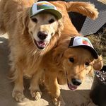 Oakley + Dexter - @goldenboys_oakleyanddexter - Instagram