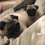 Oakley And Dexter - @oakleyanddexter - Instagram
