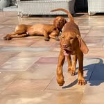 Oakley and dexter the vizsla’s - @oakley_and_dexter_vizsla - Instagram