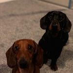 Samantha Compton - @dexter_and_oakley - Instagram