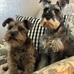 Tiffany Searle - @oakley_and_dexter - Instagram