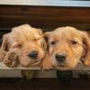 Dexter, Hall & Oates - @aframegoldenretrievers - TikTok