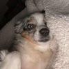 dex - @dexterdogobrien - TikTok