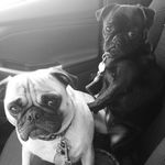 Dexter & Olive - @1love2pugs - Instagram
