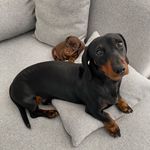 Dexter & Olive - @dexter_and_olive_adventures - Instagram