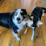Dexter +Olive - @dexternolive - Instagram