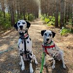 Dexter, Remy and Olive - @dexterthespottedfella - Instagram