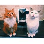 Noel, Dexter & Olive - @noeldexterandolive - Instagram