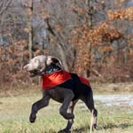 Dexter Orr - @untrainedweims - Instagram