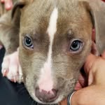 Dexter Pacheco - @dexter_thebluenosedpitbull - Instagram