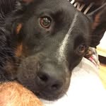 Dexter - @dexterpalmer_19 - Instagram