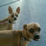 Dexter & Parker - @dexandpark - Instagram