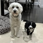 Dexter & Parker 🐾 - @dexter.and.parker - Instagram