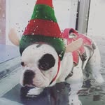 Dexter Parker - @dexterthefrenchie6499 - Instagram