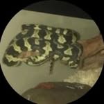 dexter parker - @dexter_pretzel - Instagram