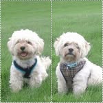 Dexter&Parker - @dexterandparker - Instagram