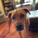 Dexter Anne Patterson - @dexter_in_the_city - Instagram