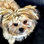 Dexter - @dexter.patterson - Instagram