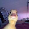 Dexter - @dexter.payne - TikTok