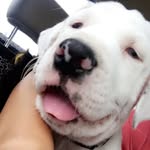Dexter Elliot Pearson - @dexterpearson363 - Instagram
